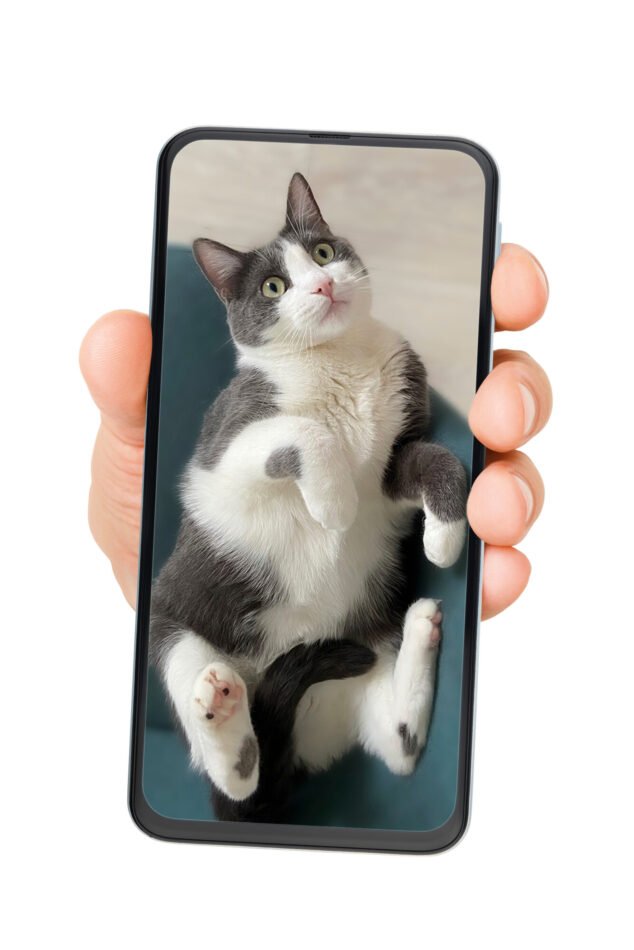 Digipaasto. Käsi pitelee puhelinta, jonka näytöllä on valokuva kissasta.