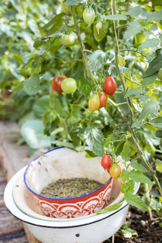 Tomaatteja kasvamassa.
