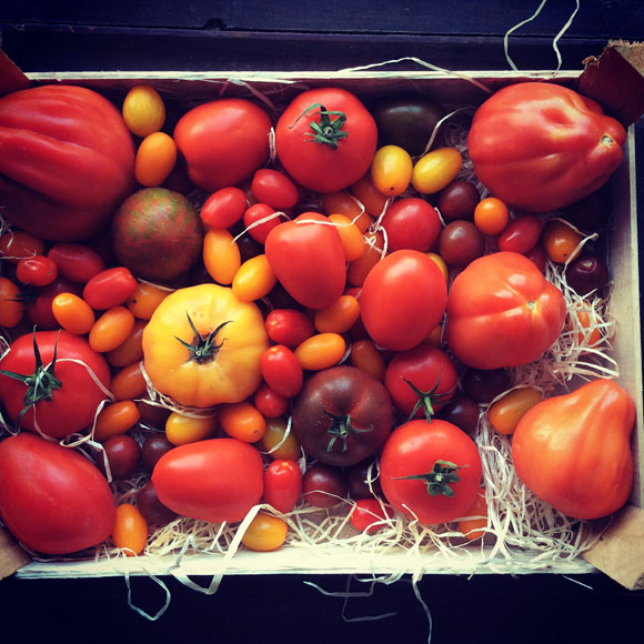 Himahella erilaisia tomaatteja